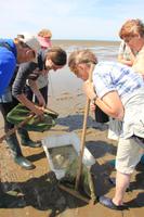 Begutachten der Ausbeute