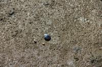 sich selbst eingrabende Muscheln