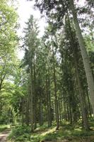 was für hohe Bäume