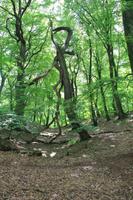 krumme Bäume im Wald um Hald Ege