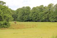 Enten, Enten, Pferde, Enten