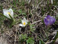 Krokusse in Andorra