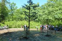 Park im Peterhof