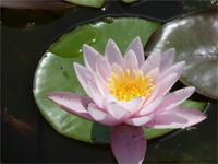 Seerose