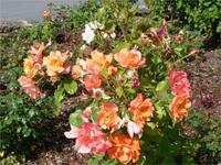 Rosenpracht