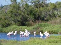 Flamingos in der Carmarque