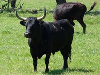 Schwarze Stiere