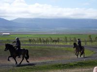 Die unterschiedlichen Gangarten der Islandpferde...