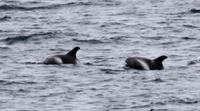 Walbeobachtung - Weißmauldelphine