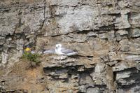 Möven an der Steilküste