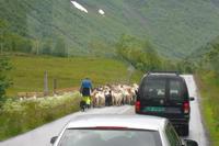 Fahrt zum Geirangerfjord ...