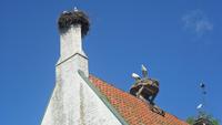 Storchennester in 