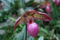 In der Eric Young Orchid Foundation