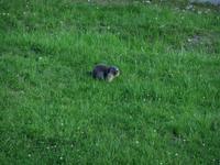 Besuch vom Murmeltier