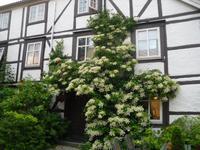 Bakklandet-alte Holzhäuser