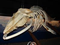 Walmuseum Husavik