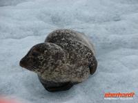 Gletscherlagune JÃ¶ulsarlon