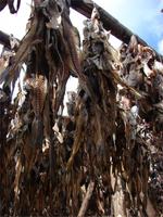 Halbinsel Reykjanes (3)