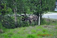 Lappländischer Empfang vor dem Hotel Luostotunturi