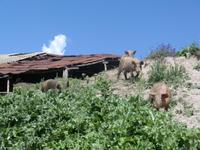 Höhlendorf Khndzoresk