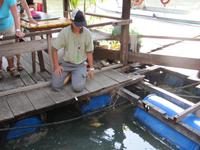 In der Fischfarm auf Langkawi
