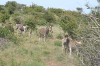 Zebras