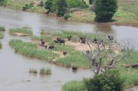 Elefantenherde im Olifant-Fluss
