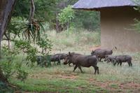 Warzenscheinfamilie auf der Kubu Lodge