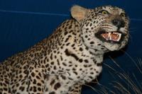 Leopard, leider nur ausgestopft