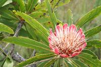 Nadelkissenprotea