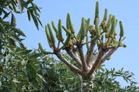 Cabbage Tree = Kohlkopfbaum