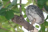 Zwergohreule im Camp Satara