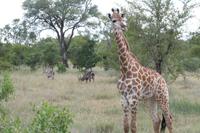 Giraffe mit Wasserböcken