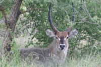 Stattlicher Wasserbock
