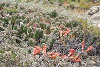 Auch hier blüht was