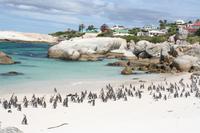 mit Pinguinkolonie
