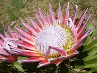 Königsprotea