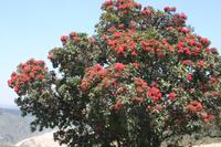 Rot blühender Eukalyptusbaum