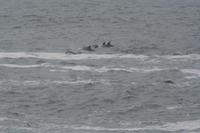 Wir entdecken Delphine