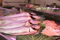 Frischer Fisch