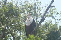 Schreiseeadler auf Ufer