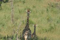 Giraffenmama mit Nachwuchs