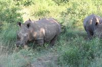 Es raschelt im Busch