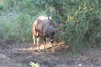 Nyala-Bock