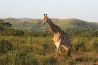 Giraffe in der Abendsonne
