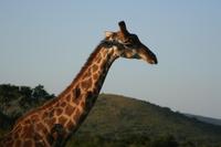 Giraffe mit Vogel am Hals