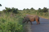 Endlich biegen sie in den Busch ab