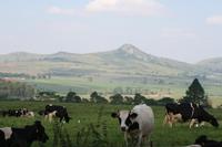 Es gibt auch Milchkühe