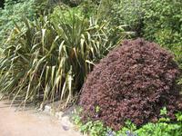 Iverewe Garden