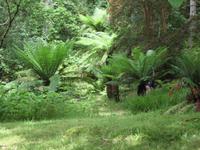Iverewe Garden
